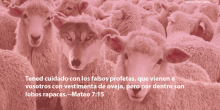 Tened cuidado con los falsos profetas, que vienen a vosotros con vestimenta de oveja, pero por dentro son lobos rapaces.